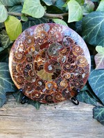 Ammonitesz mozaik, fosszília