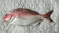 Plastic sea mullet or snap fish 38 cm