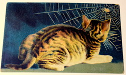 Antik Wenau Pastell  képeslap  cica pókhálóval