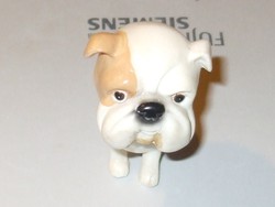 Miniature bulldog dog.