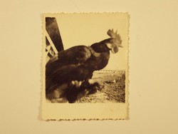 Régi fotó fénykép - Kakas, állat, TSZ termelőszövetkezet, mezőgazdaság - 1950-es évek