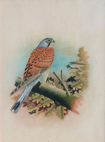 Southeast Asian painter: exotic bird