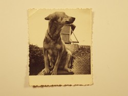 Régi fotó fénykép - Kutya, kutyus, állat,, TSZ mezőgazdaság, termelőszövetkezet - 1950-es évek
