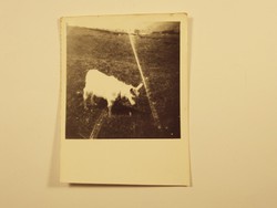 Régi fotó fénykép - Kecske, állat,, rét, mező, ház, falu - 1940-1950-es évek