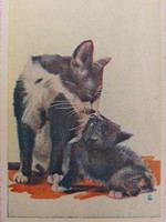Régi képeslap művészrajz levelezőlap macskák