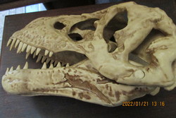 Dinoszaurusz koponya
