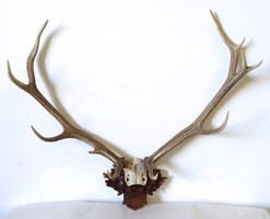 All-season deer trophy antler with a capital size of 1H300