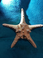 Large starfish 26cm. Collection piece