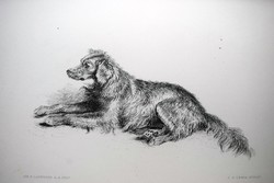 Sir Edwin Henry Landseer , kutya kép , acél metszet , 19. század könyv lap A Setter Dog