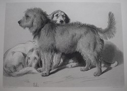 Sir Edwin Henry Landseer , kutya kép , acél metszet , 19. század könyv lap The three dogs