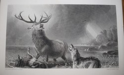 Sir edwin henry landseer, dog picture, steel engraving, 19th century book sheet the stag at bay