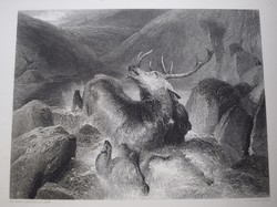 Sir Edwin Henry Landseer , kutya kép , acél metszet , 19. század könyv lap The Death of the Stag