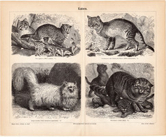 Macskák, egyszín nyomat 1887, német, eredeti, macska, állat, háziállat, vadmacska, törpe macska