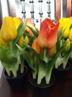 Élethű tulipán cserépben
