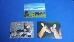 Three African animal postcards - starbucks coffee