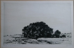 István Boldizsár trees at the wheat field