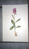 Reproduction! 'Moritz michael daffinger 1790 - 1849 / botanical art'