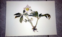 Reproduction! 'Moritz michael daffinger 1790 - 1849 / botanical art'