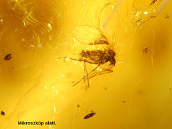 Natural Baltic amber with 6 or 7 different insect inclusions from the Eocene. 3 Grams