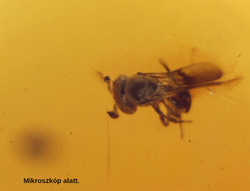 Természetes dominikai Borostyán darab szárnyas rovar zárvánnyal az Eocén időszakból. 1,7 gramm