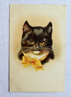 Antik lithográf  művész képeslap  cica