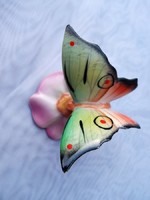 Drasche butterfly