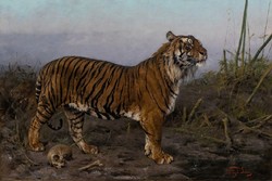 Vastagh géza - tiger - reprint