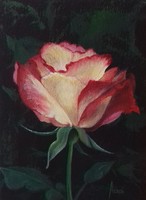 Rose 1. Title painting - still life