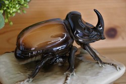 Royal dux rhinoceros beetle