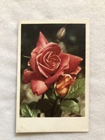 Régi Virágos képeslap, Rózsa