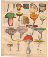 Növény rendszertan (7), litográfia 1843, gomba, nyírfa - szőrgomba, légyőló galóca, mérgező áltrifla