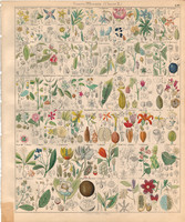 Növény rendszertan (16), litográfia 1843, virág, hibiszkusz, malope, madármályva, kamélia, iszalag
