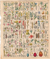 Növény rendszertan (20), litográfia 1843, virág, zanót, mangó, mimóza, tamarindusz, pisztácia lótusz