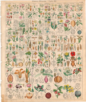 Növény rendszertan (18), litográfia 1843, virág, platonia, mák, füstike, varjúháj, ördögfüge, bixa