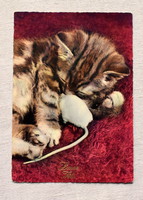 Vintage  üdvözlő  fotó képeslap cica és egér