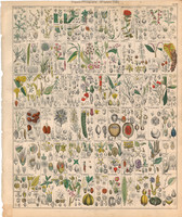 Növény rendszertan (19), litográfia 1843, virág, fa, bükk, sóvirág, banksia, szantálfa, szőlősóska