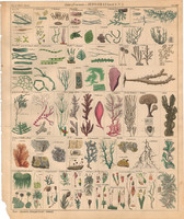 Növény rendszertan (8), litográfia 1843, moha, delesseria, alga, tetraphis, hólyagmoszat, solorina