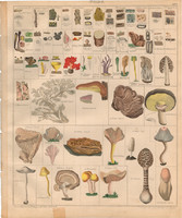 Növény rendszertan (5), litográfia 1843, gomba, kucsmagomba, fagomba, kertészgomba keserű földigomba