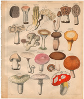 Növény rendszertan (6), litográfia 1843, gomba, szarvasgomba, ehető, császárgalóca, csiperke