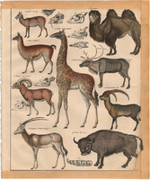 Állatok (92), litográfia 1843, állat, zsiráf, teve, szarvas, cervus, őstulok, antilop kőszáli kecske