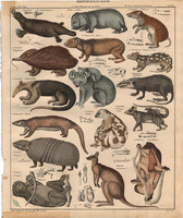 Állatok (88), litográfia 1843, állat, kacsacsőrű emlős, kenguru, koala, vombat, lajhár, hangyász