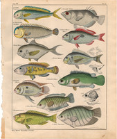 Állatok (51), litográfia 1843, állat, hal, lövőhal, delfinhal, labrus, gourami, papagájhal, keszeg