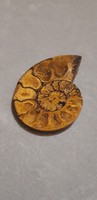Ammonitesz - 50 mm x 40 mm
