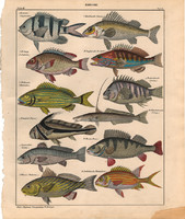 Állatok (52), litográfia 1843, állat, hal, vágó durbincs, umbrahal, haemulon, sillago, őrmesterhal