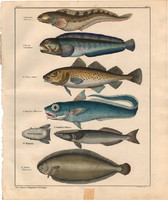 Állatok (48), litográfia 1843, állat, hal, nyálkás hal, farkashal, tőkehal, macrourus, lepényhal