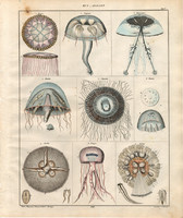 Állatok (5), litográfia 1843, állat, óceán, világító, medúza, geryonia, fülesmedúza, hajasmedúza
