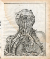 Anatómia (4), egyszín nyomat 1843, ember, emberi, test, nyak, fej, izom, idegrendszer