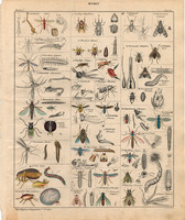 Állatok (35), litográfia 1843, állat, rovar, szúnyog, légy, tephritis, emberbolha, istállólégy