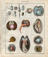 Állatok (7), litográfia 1843, állat, kagyló, tenger, psilopus, glossus, arca, kéthéjú, cardita