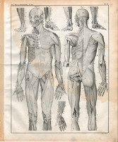 Anatómia (3), egyszín nyomat 1843, ember, emberi, test, izom, izomzat, vádli, elől, hátul, nézet